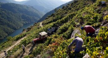 Entrega de los premios del Mondial des Vins Extremes a los vinos de la DO Ribeira Sacra