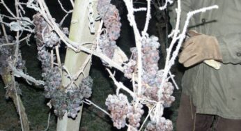 Eiswein, Icewine o vino de hielo