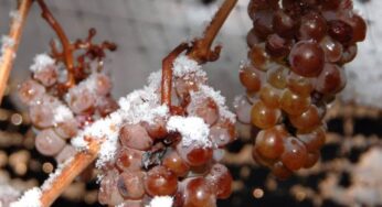 Vídeo de lo que es vendimiar las uvas para elaborar el Icewine (17º bajo cero)