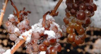 Es la época del Eiswein, Ice Wine o Vino del Hielo, ¿dónde se produce?