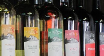 Cata de vinos de Varga Pinceszet