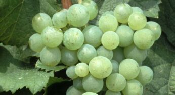 La región de la Champagne recupera 4 variedades de uvas perdidas tras la IWW gracias al cambio climático