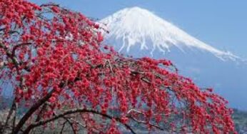 Cifras del mercado del vino espumoso en Japón