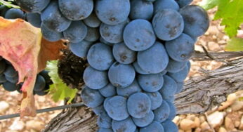 Hong Kong probará los mejores garnachas del mundo con presencia española
