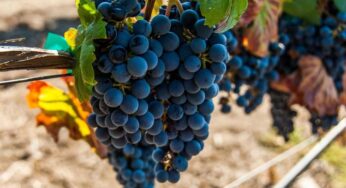 Mejores vinos Malbec del MALBEC MASTERS 2015 realizado por thedrinksbusiness.com