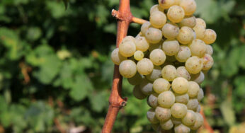 Los mejores Rieslings del mundo de 2017