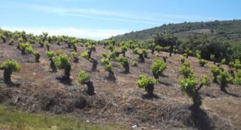 Efectos del cambio climático en los vinos españoles en el futuro próximo