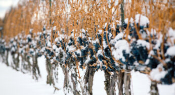 Cita indispensable para los amantes del ‘Icewine’: Niagara Icewine Festival 2018